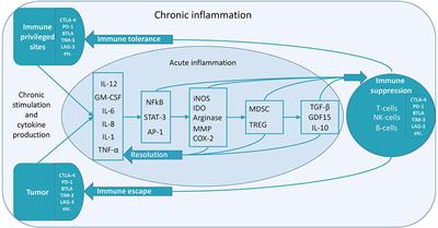 Immune Tolerance as the Physiologic Counterpart of Chronic Inflammation